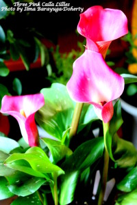 flower still life and forks of the credit 050