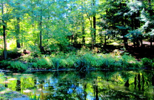 glen haffy conservation2013 033