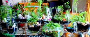 new terrariums batch 011-001