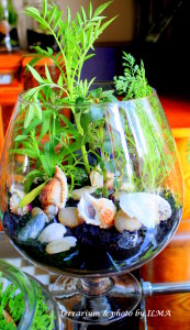 new terrariums batch 019