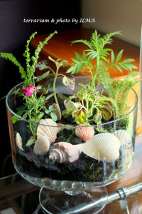 new terrariums batch 022