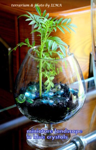 new terrariums batch 030