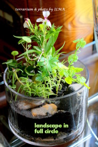 new terrariums batch 032