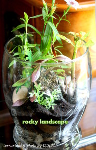 new terrariums batch 035