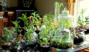 new terrariums batch 039