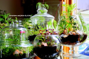 new terrariums batch 043