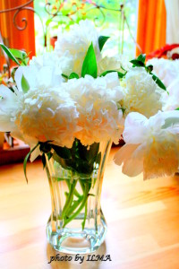 peonies harvest 2012 003