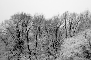 snow trees 2011 013