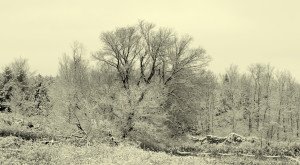 snow trees 2011 014