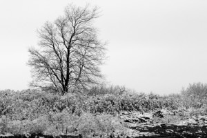 snow trees 2011 024