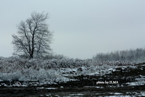 snow trees 2011 026-001