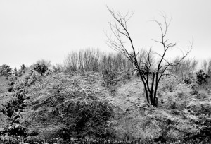 snow trees 2011 031