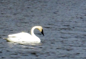 burks falls 2014,barrie,erin, stanley hoop 132