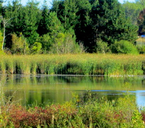 island lake duck shots 2013 029