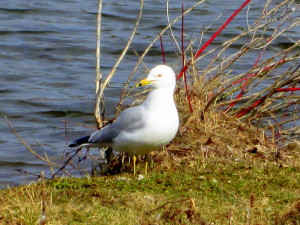 burks falls 2014,barrie,erin, stanley hoop 138