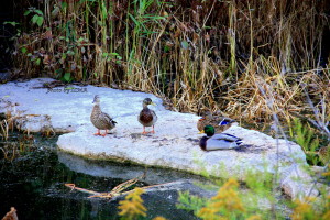 mill creek date with dan 218