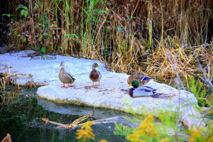 mill creek date with dan 218