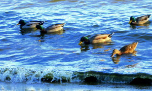 northbayfallvisit2013 132