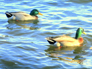 northbayfallvisit2013 135