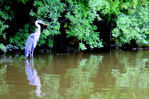 rockwood and alines bday 284