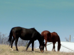 burks falls 2014,barrie,erin, stanley hoop 093