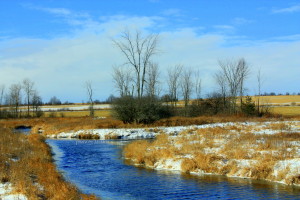 xmas tree hunt 2010 010