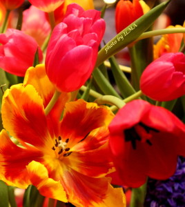 canadablooms 019 (2)