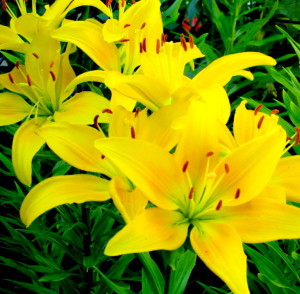 collingwood2013 015 (2)