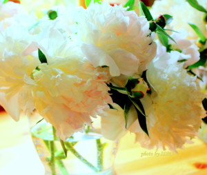 peonies harvest 2012 007