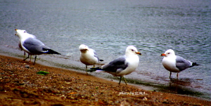 barrie visit 2011 168