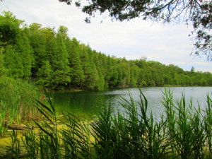 crawford lake 2013 048