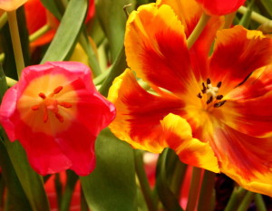 canadablooms 019-001