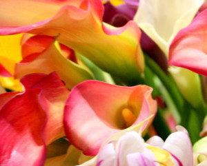 canadablooms 143 (2)