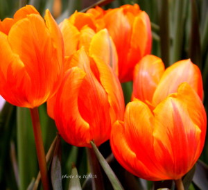 canadablooms 153 (2)