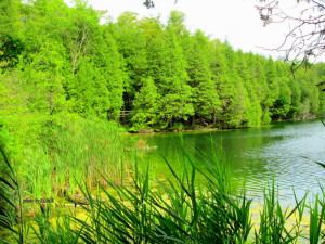 crawford lake 2013 049